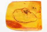 Enormous Detailed Fossil Spider and Gall Midge in Amber #362681-1